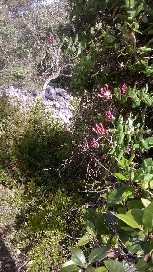 Pansion Ana Hotel Mali Losinj Luaran gambar